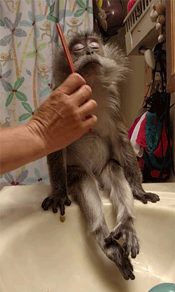 monkey-hair-brush.gif