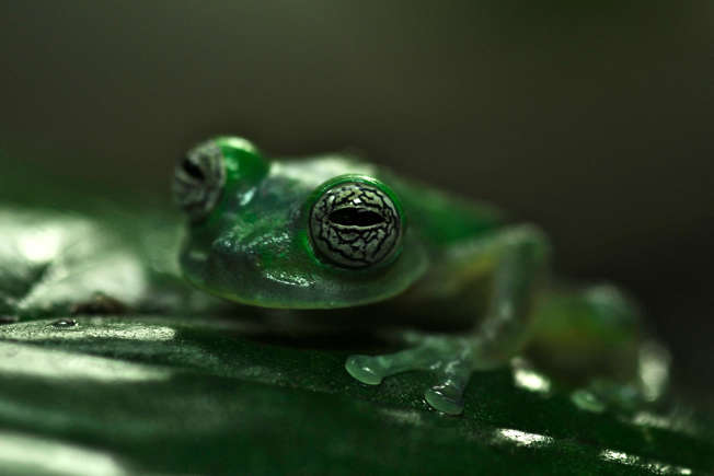 Frog