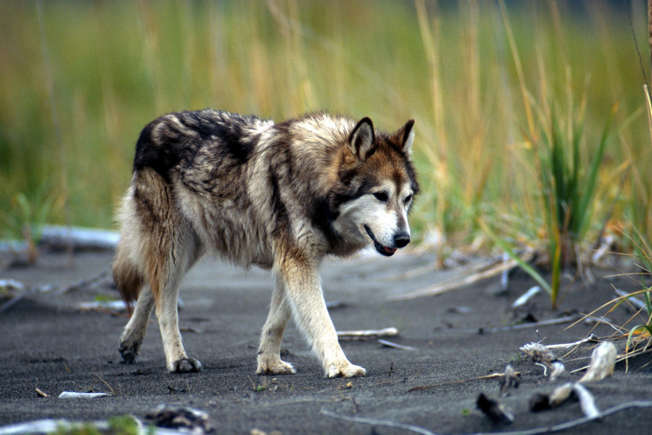 Wolf